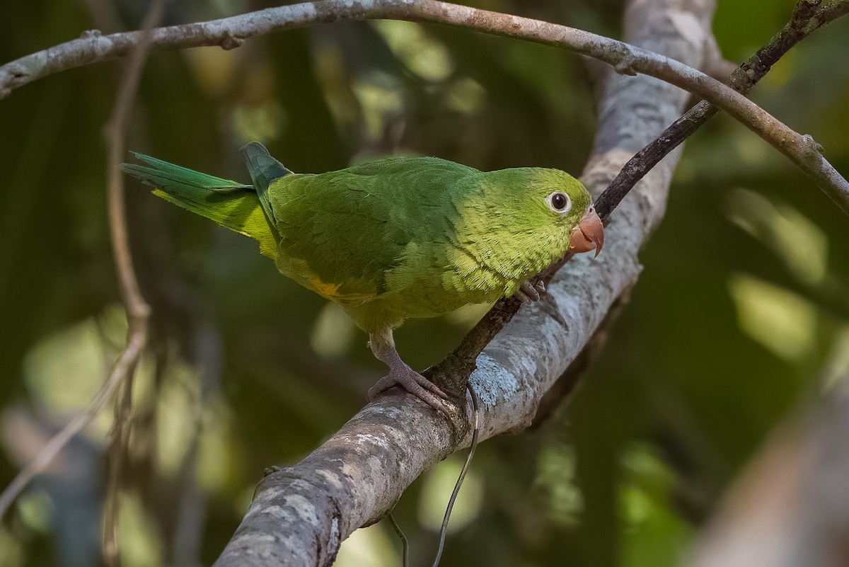 Yellow-chevroned Parakeet - Lindsey Napton