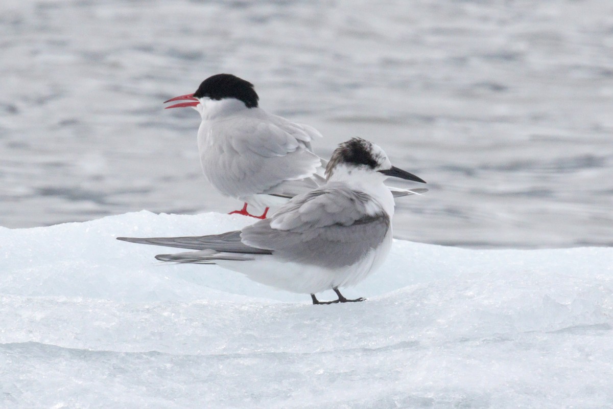 Arctic Tern - ML497047031