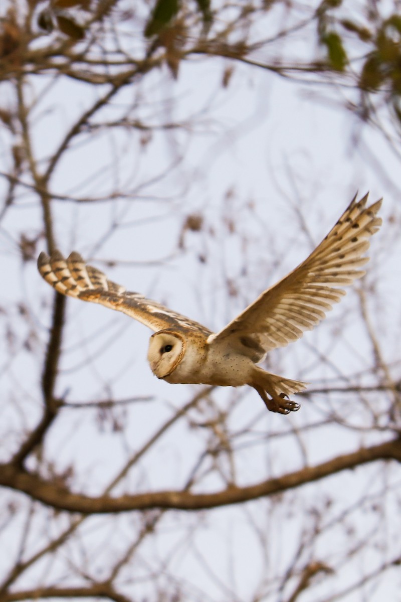 Barn Owl - ML497047611