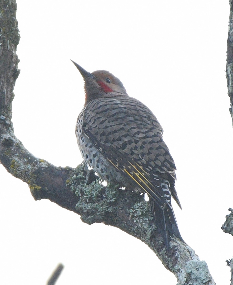 Northern Flicker (Yellow-shafted x Red-shafted) - ML497048011