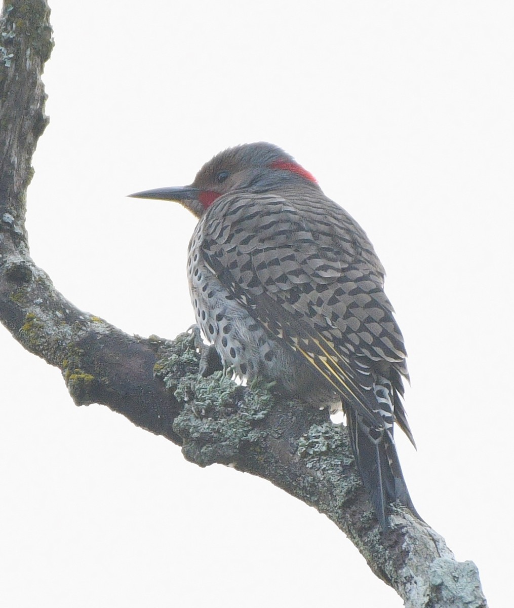 Northern Flicker (Yellow-shafted x Red-shafted) - ML497048021