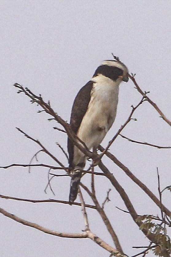 Laughing Falcon - ML497048121