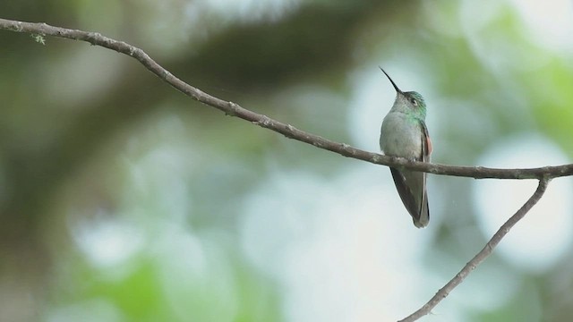 Blauscheitelkolibri - ML497048431