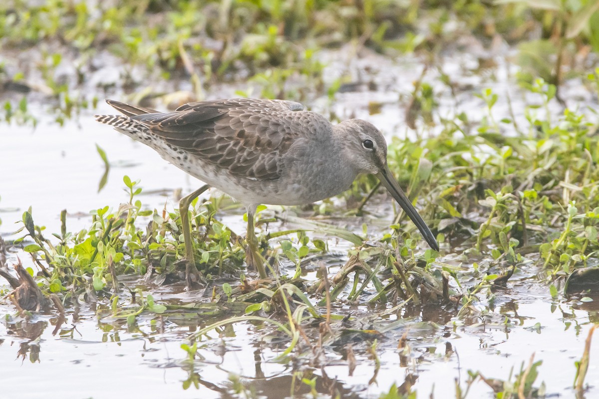 Long-billed Dowitcher - ML497049161