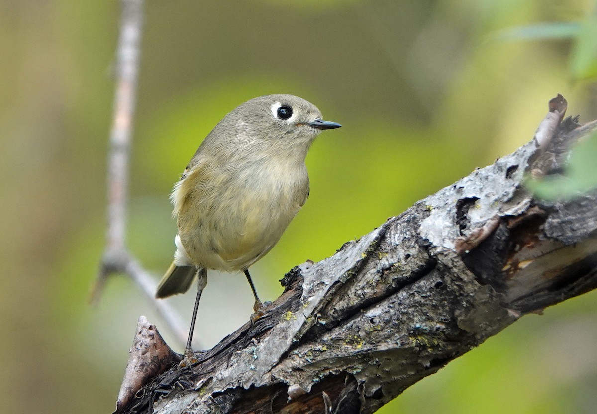 Ruby-crowned Kinglet - ML497049671