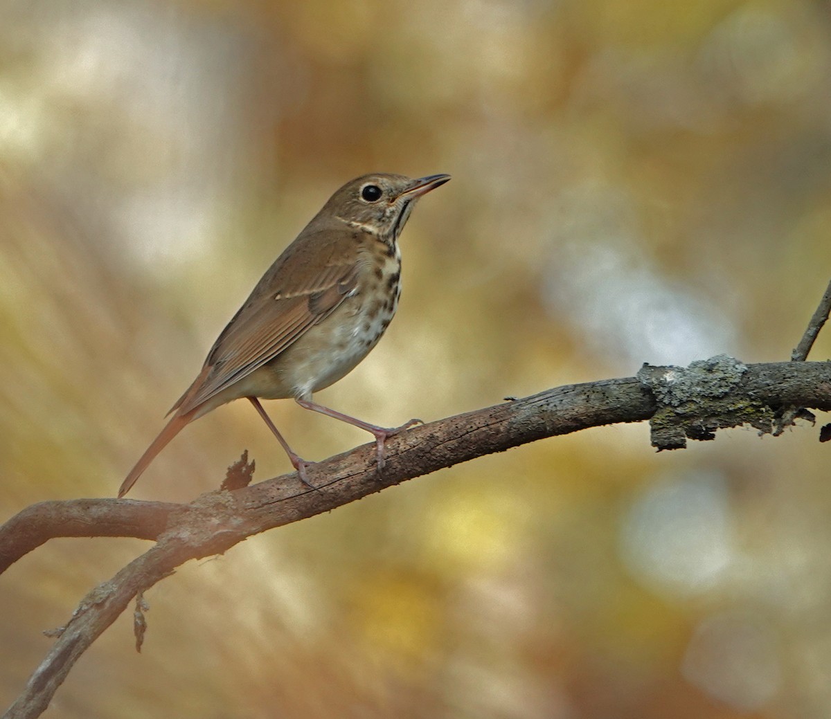 Hermit Thrush - ML497049801