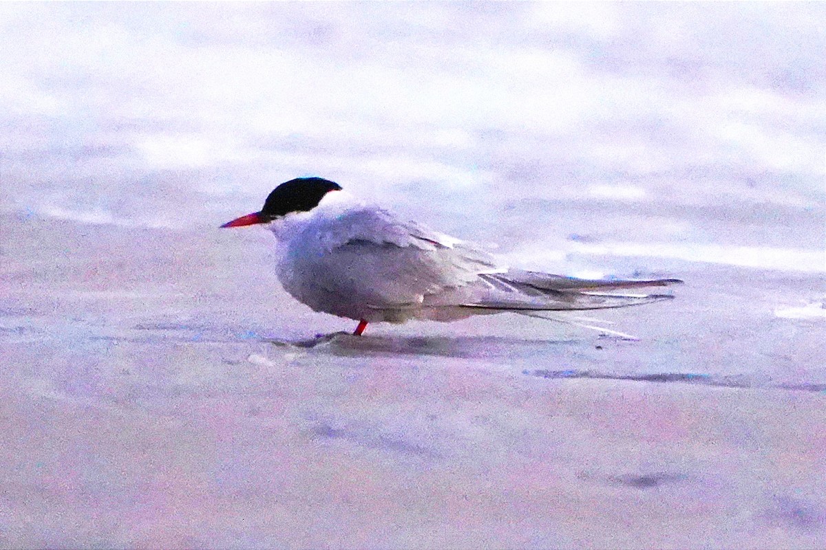 Arctic Tern - ML497050041