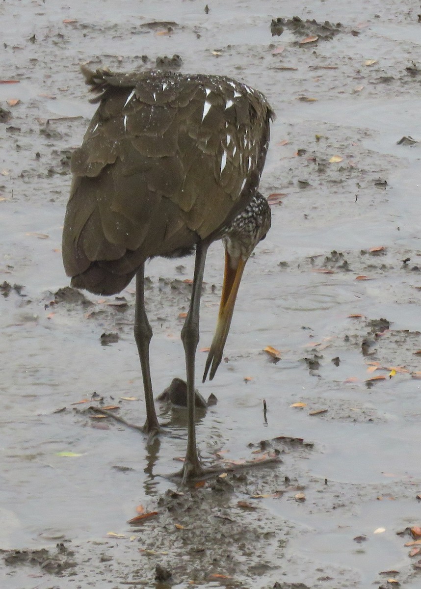 Limpkin - Kelli Egbert