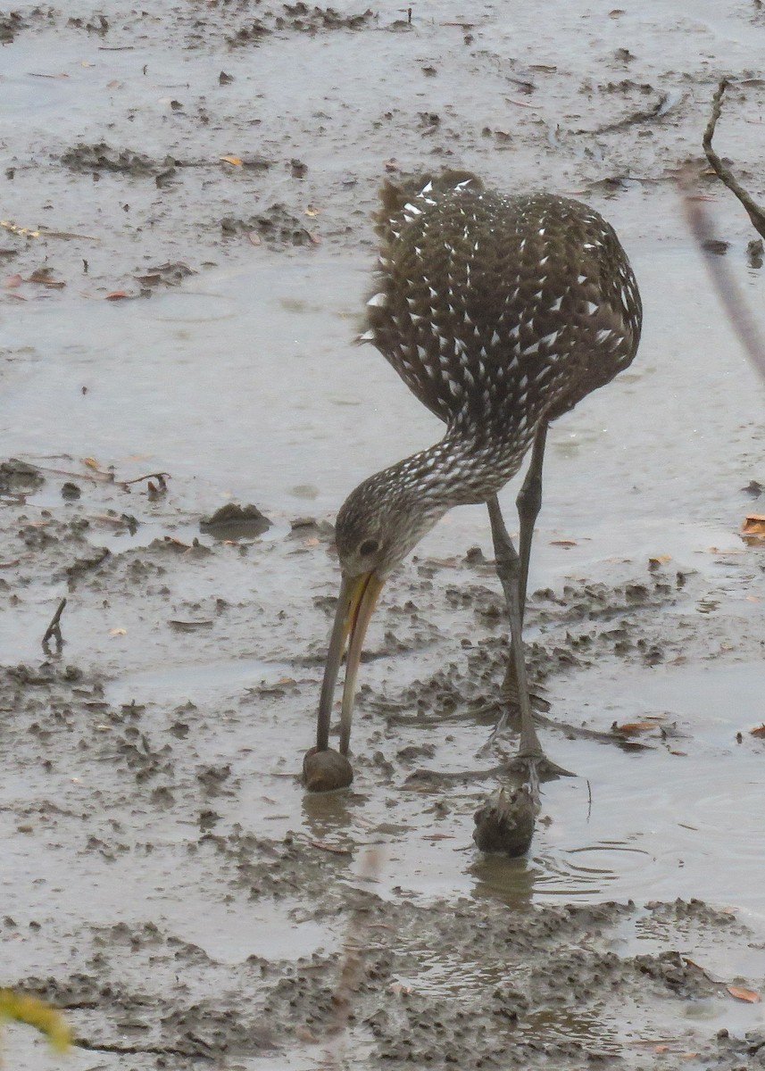 Limpkin - ML497050811