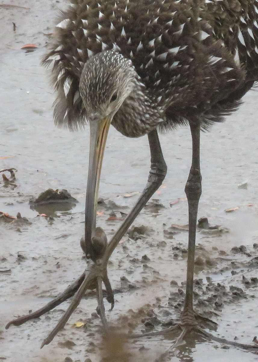 Limpkin - ML497050821