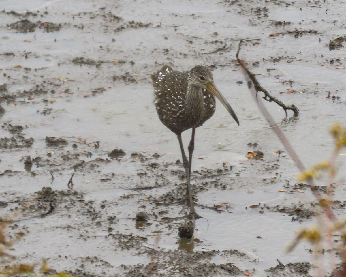 Limpkin - Kelli Egbert