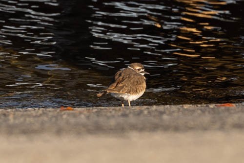 Killdeer - ML497052721