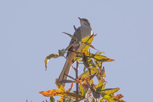 Northern Mockingbird - ML497052851