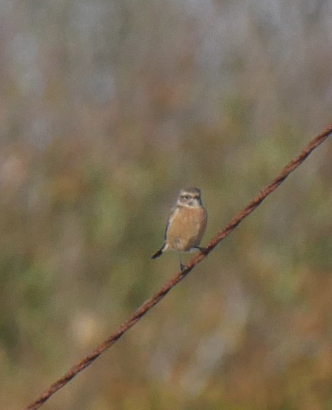 bramborníček černohlavý - ML497053781