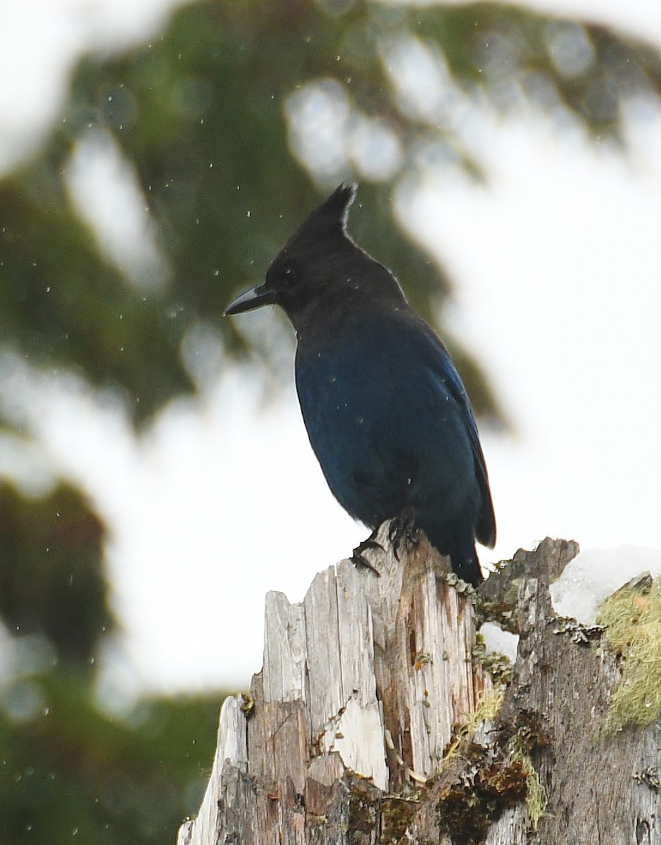 Steller's Jay - ML497054101