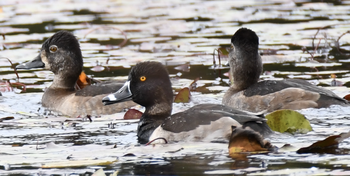 Ring-necked Duck - Charles Stadtlander