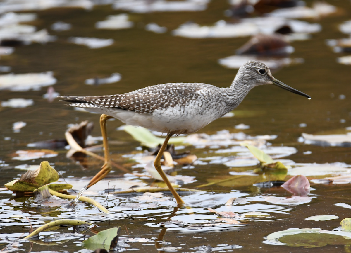 Greater Yellowlegs - ML497054431