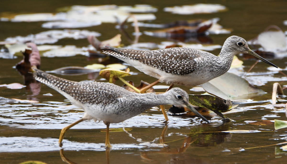 Greater Yellowlegs - ML497054471