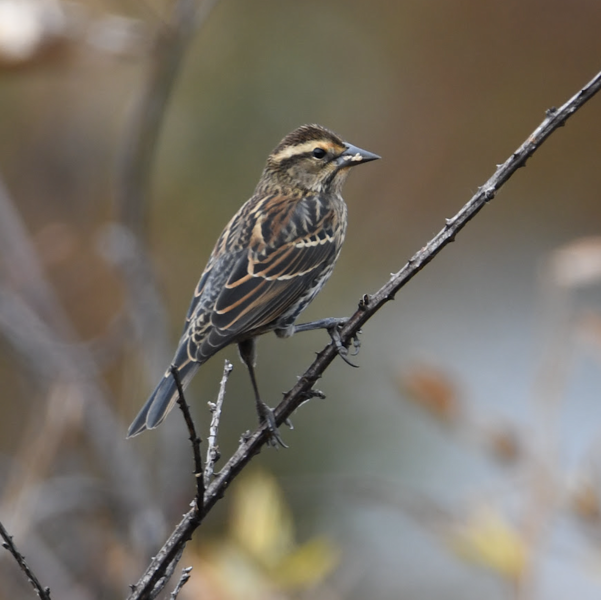 Red-winged Blackbird - Charles Stadtlander