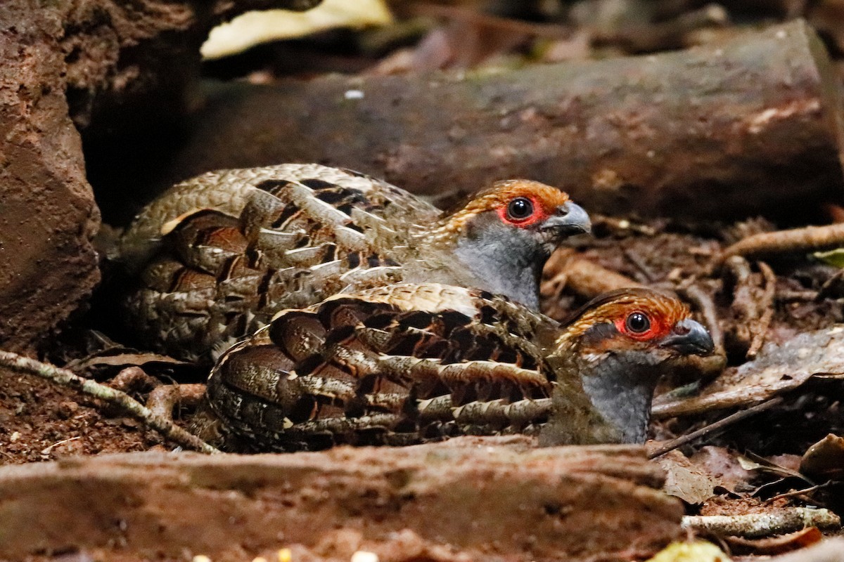 Spot-winged Wood-Quail - ML497055951