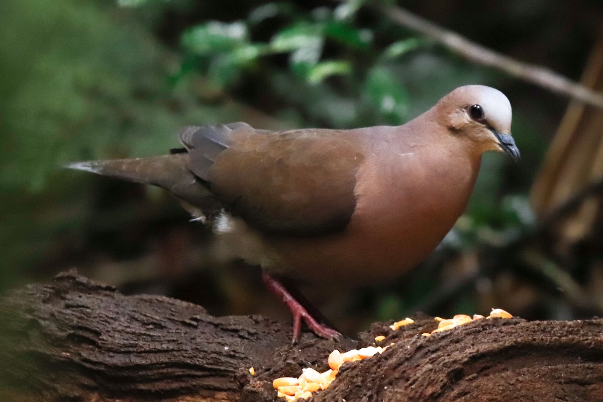 Gray-fronted Dove - ML497056161