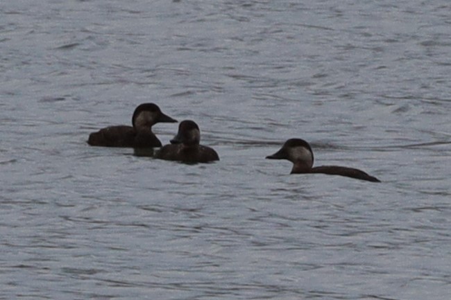 Black Scoter - ML497058621