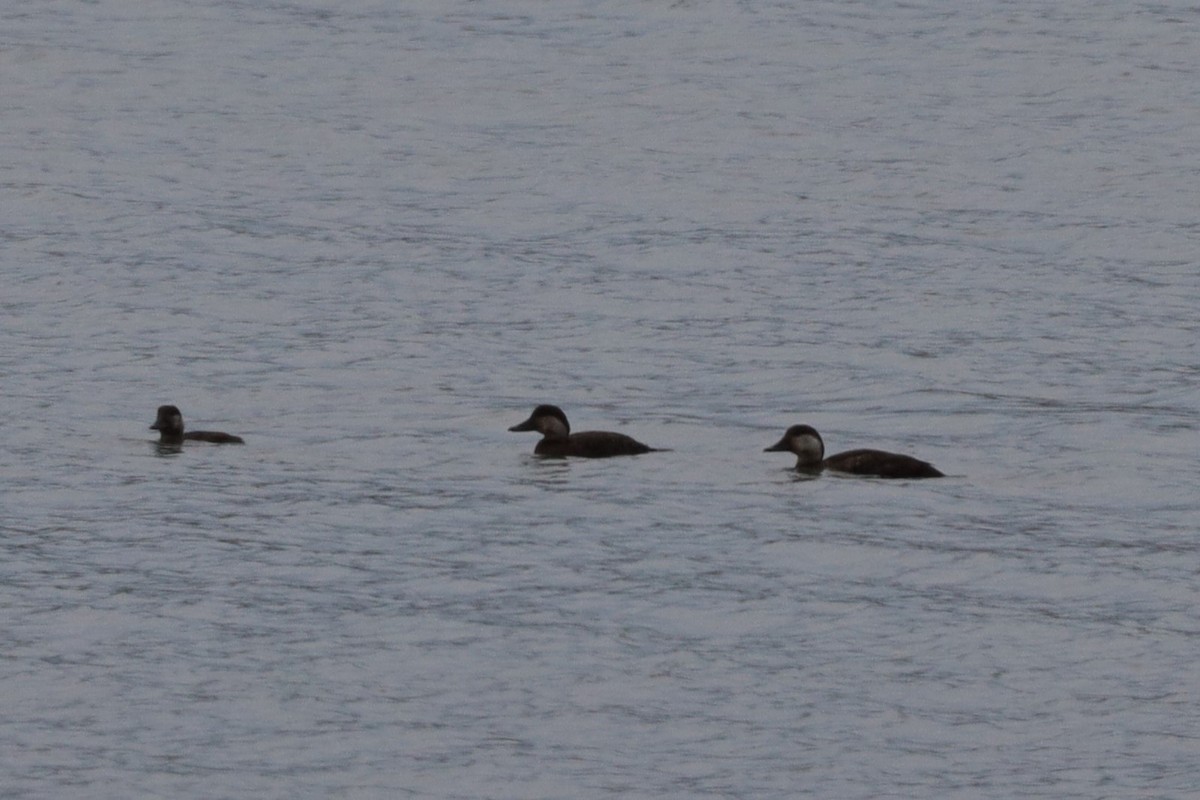 Black Scoter - Trent Massey