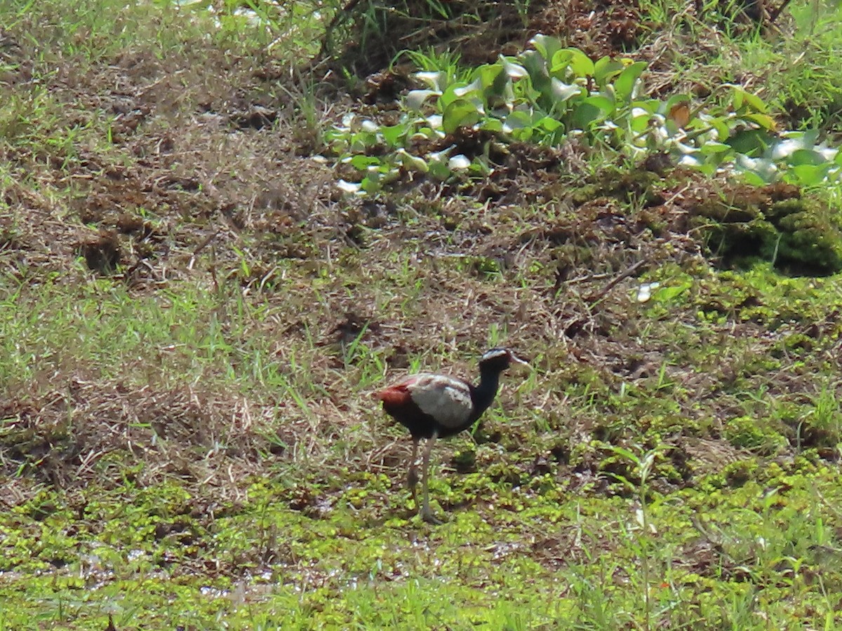 Bronze-winged Jacana - Thomas Brooks