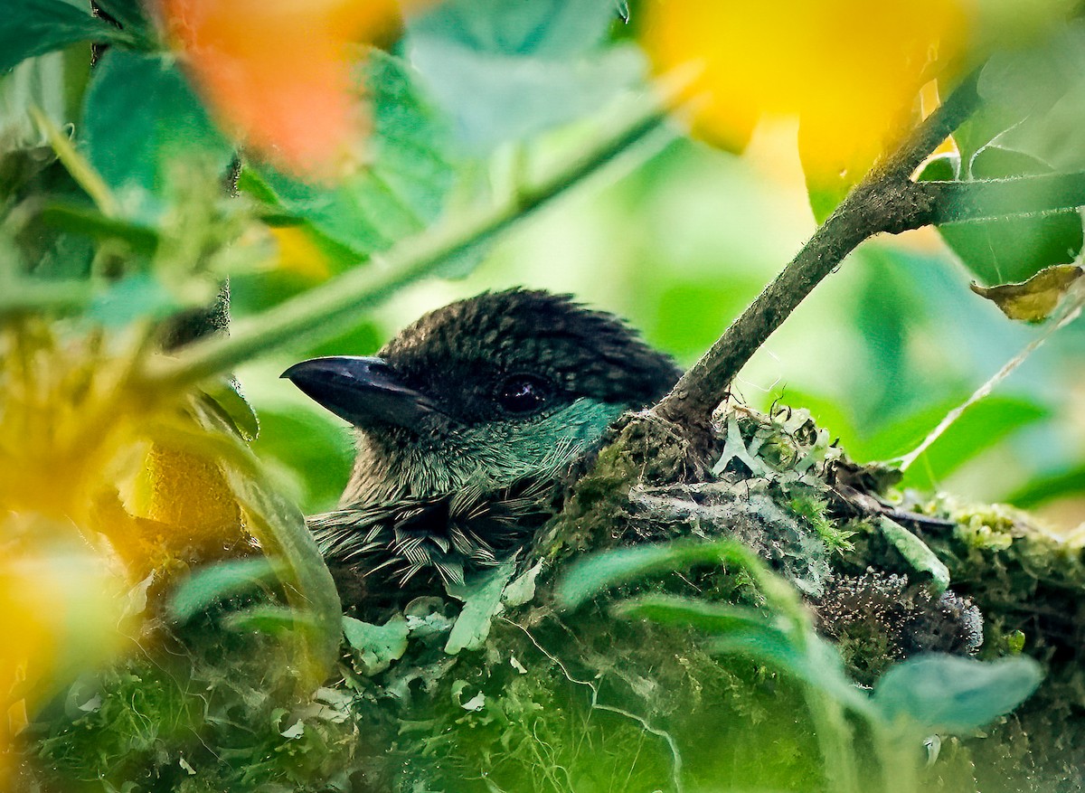 Black-capped Tanager - Daniel Ferriz