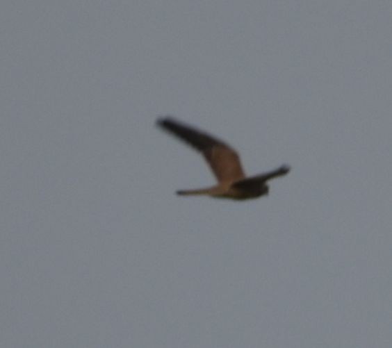 Eurasian Kestrel - ML497060701