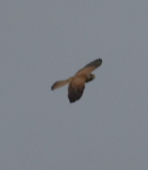 Eurasian Kestrel - ML497060741