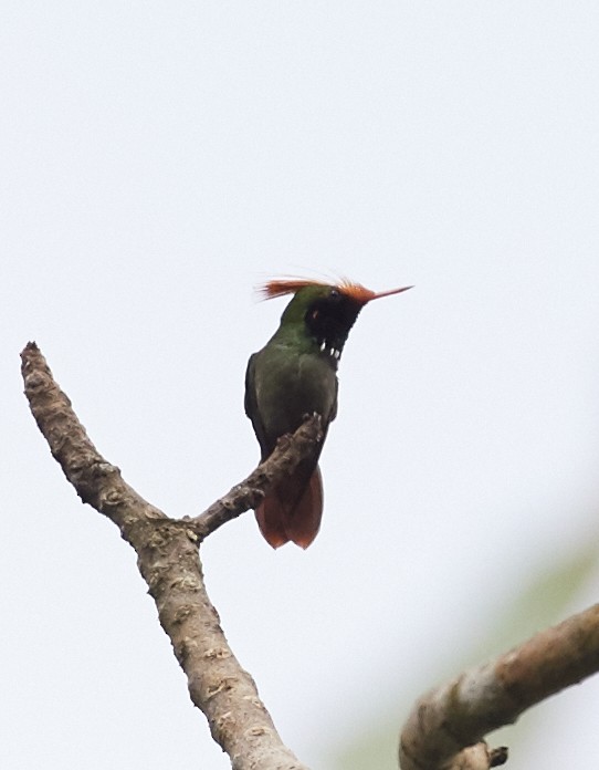 Rufous-crested Coquette - Brooke Miller