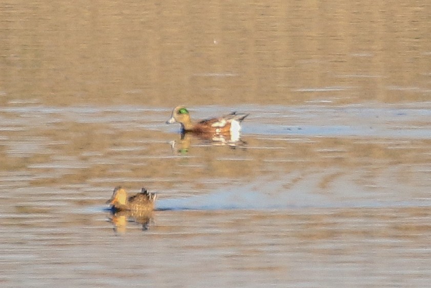 American Wigeon - ML497062191