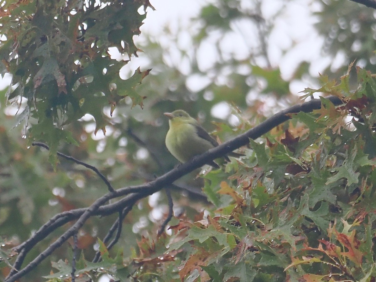 Scarlet Tanager - ML497063641