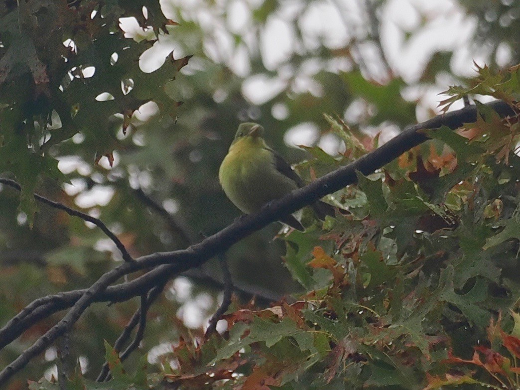 Scarlet Tanager - ML497063651