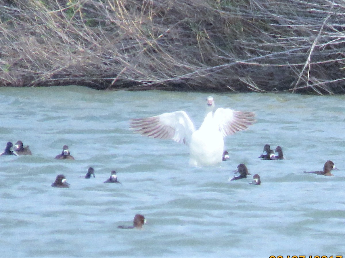 Snow Goose - ML49706391