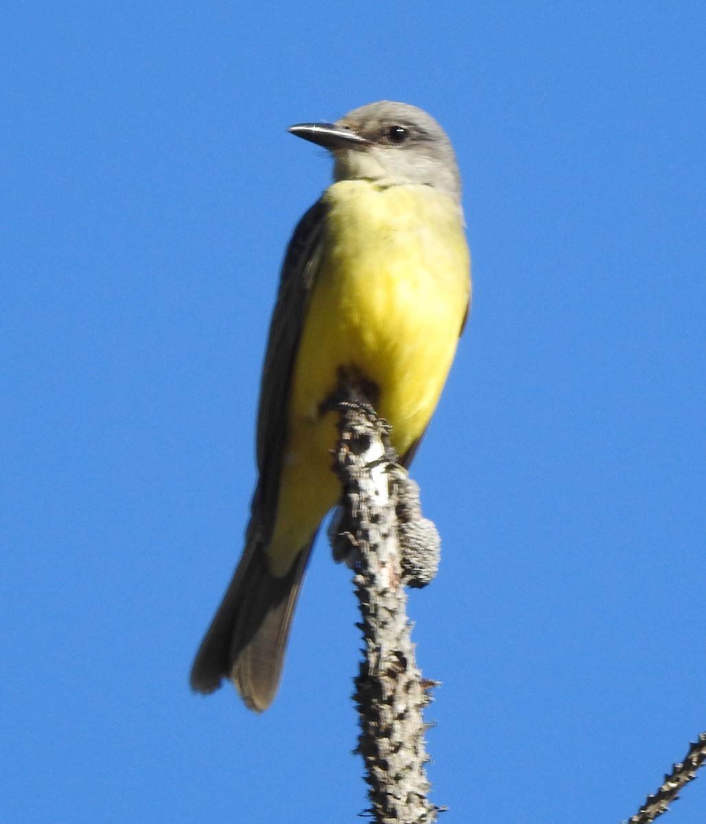 Tropical Kingbird - ML497065921