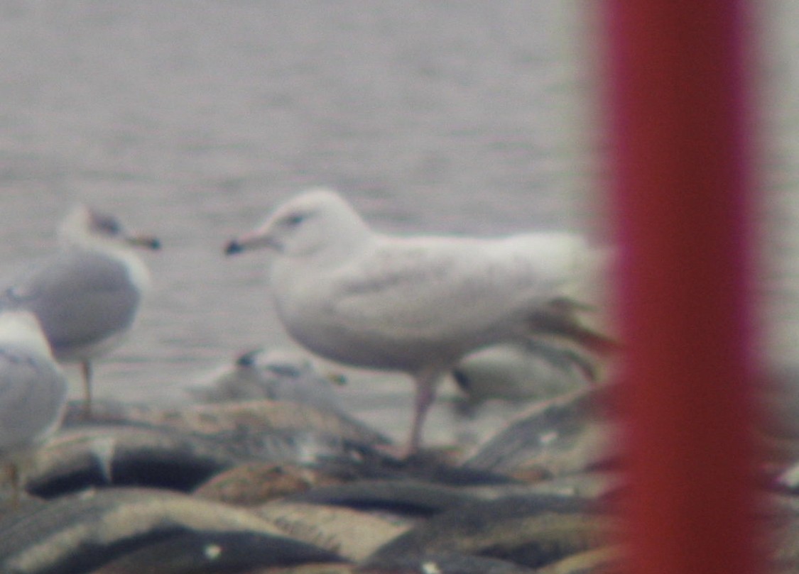 Glaucous Gull - Matt Baumann