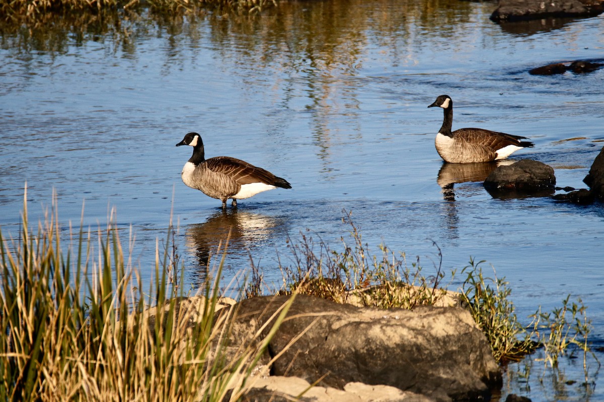 Canada Goose - ML497068211