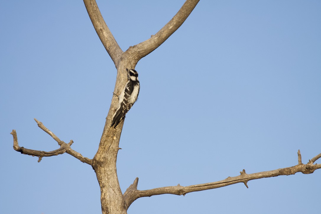 Downy Woodpecker - ML497070221