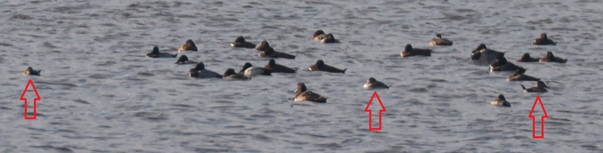 Ruddy Duck - ML497070531