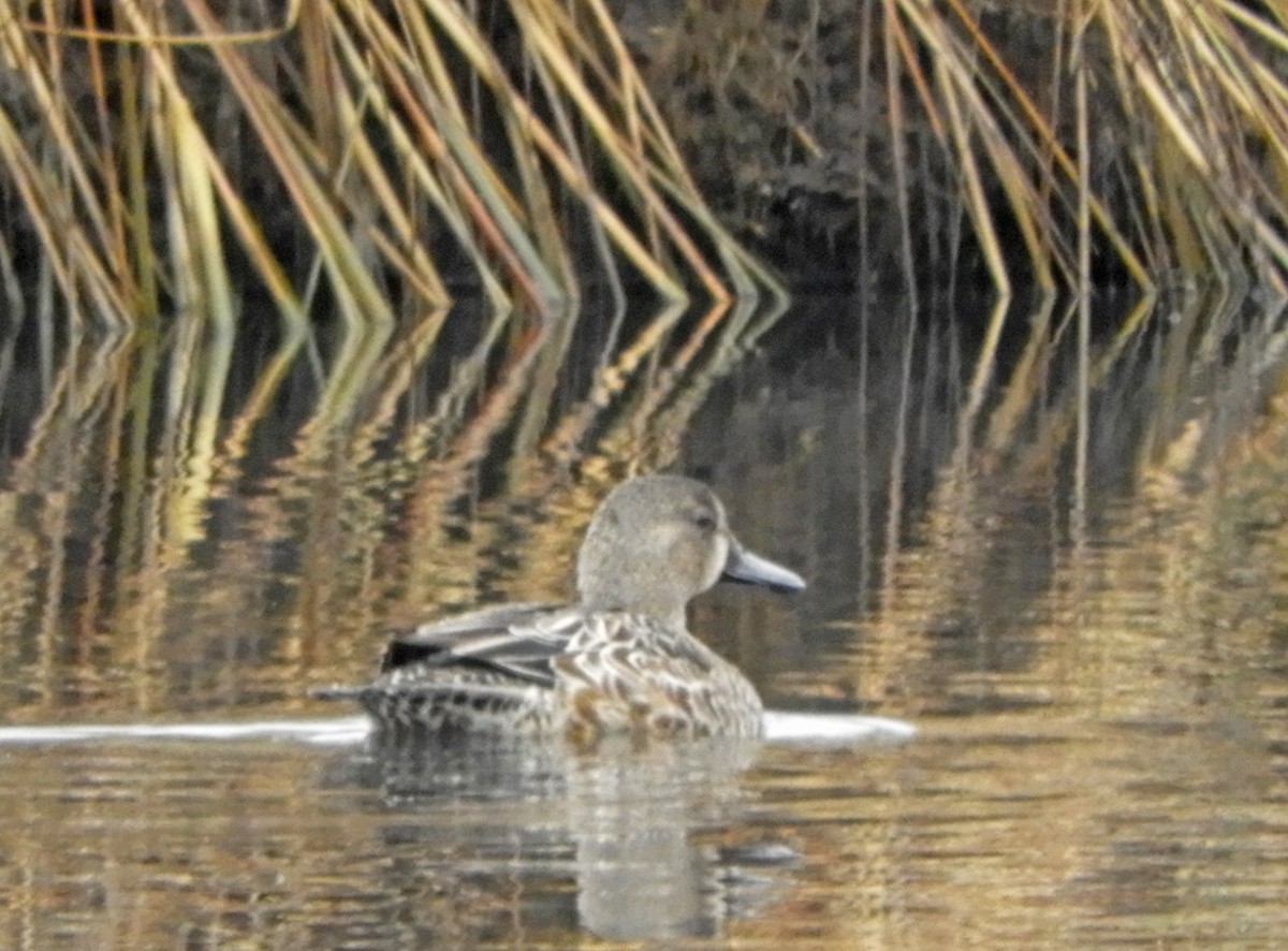 Blue-winged Teal - ML497070701