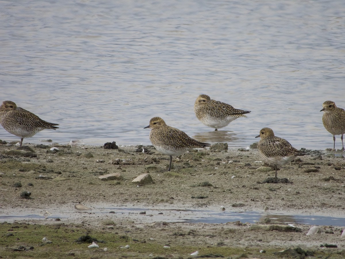 European Golden-Plover - ML497071491