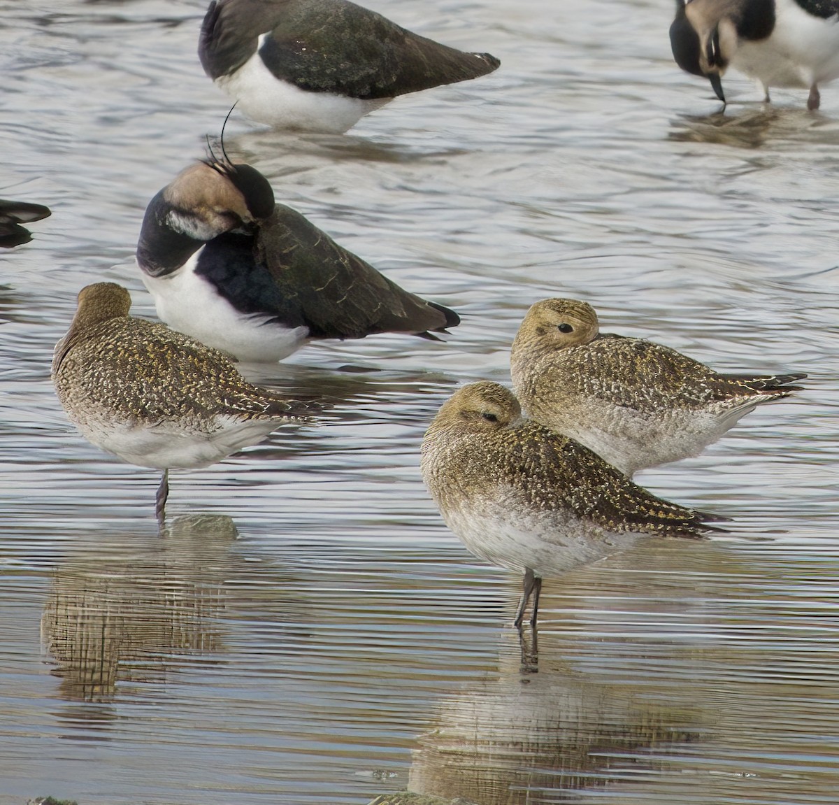 European Golden-Plover - ML497071501