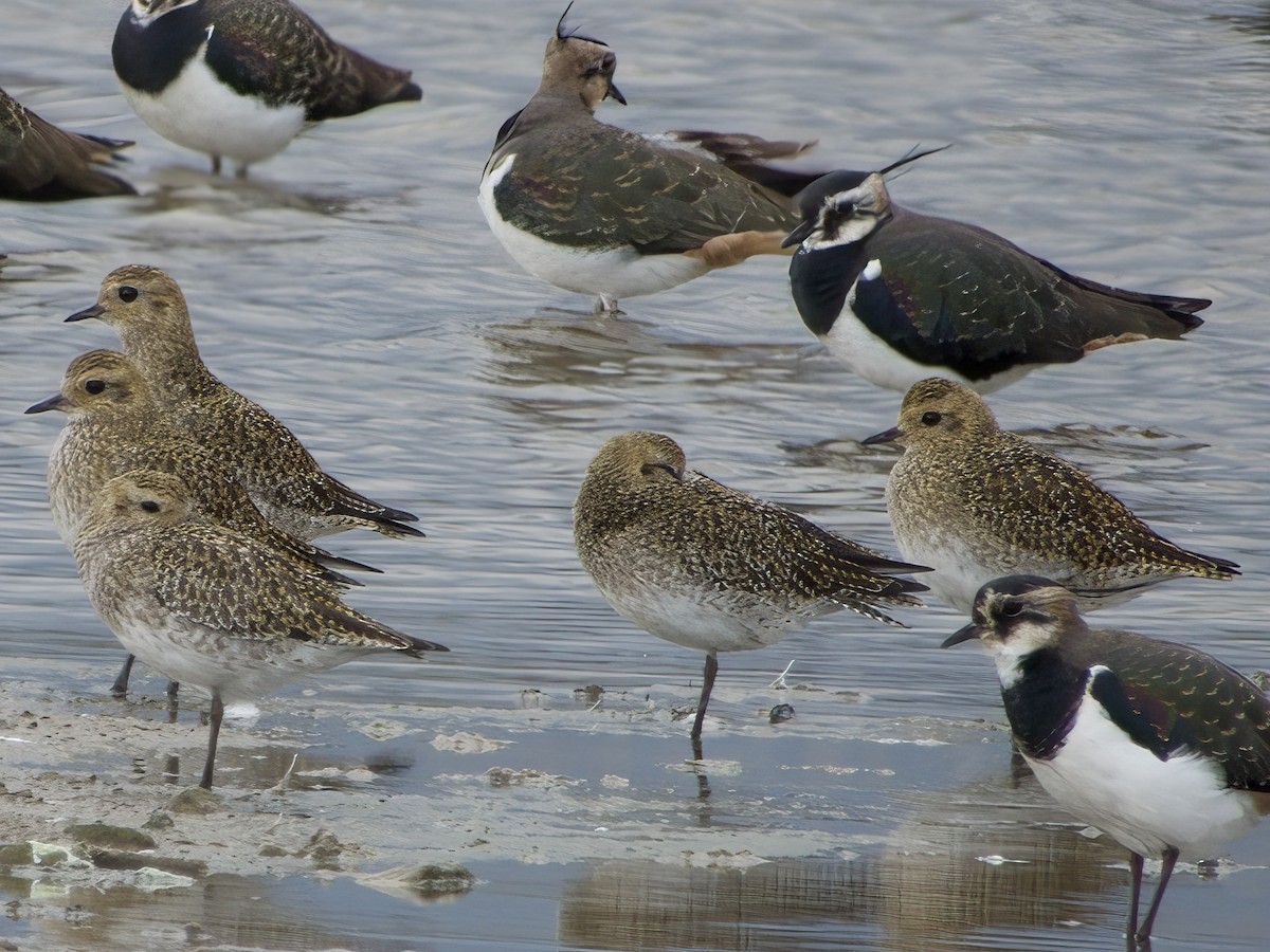 European Golden-Plover - ML497071511