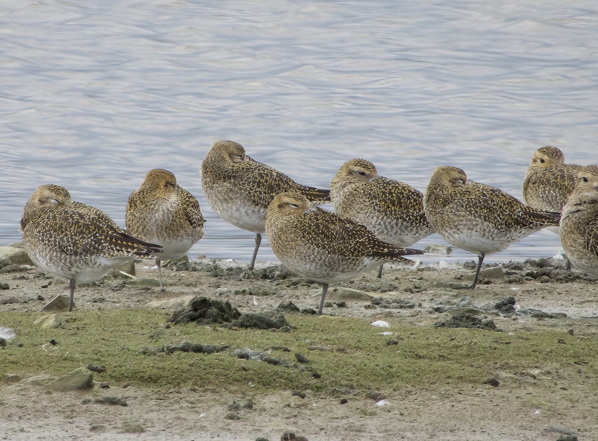 European Golden-Plover - ML497071521