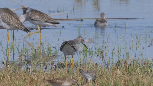 Lesser Yellowlegs - ML497071711