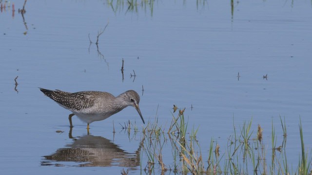 Lesser Yellowlegs - ML497071731