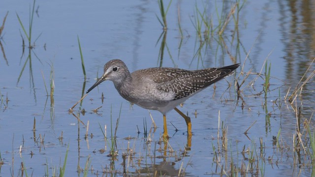 Lesser Yellowlegs - ML497071741