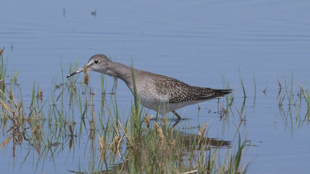 Lesser Yellowlegs - ML497071751